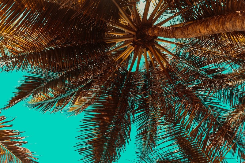 Tropical Savors